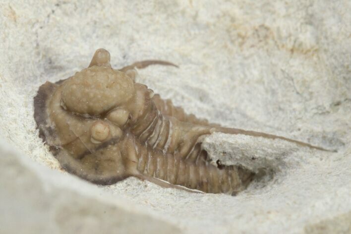Scarce Cyphaspis Carrolli Trilobite - Oklahoma #226572